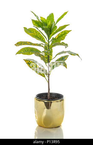 Gold Dust Croton plant in a golden pot, isolated on white background.