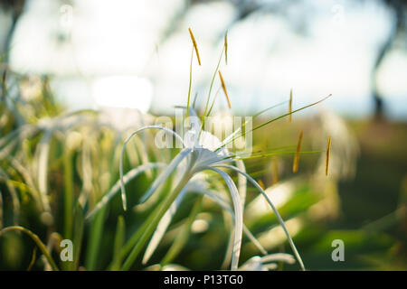 White beach spider lily. Flower close up with sun rays. Hymenocallis littoralis.