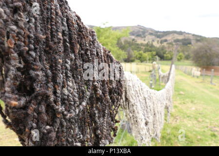 Sheep Wool fresh spinned Stock Photo