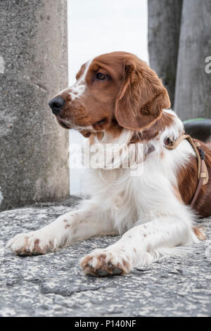 Nice young Welsh Springer Spaniel sitting on a stone pier looking past the camera on a sunny day. Stock Photo