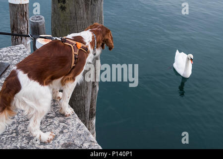 Nice young Welsh Springer Spaniel examining a stone pier on a sunny day. Stock Photo