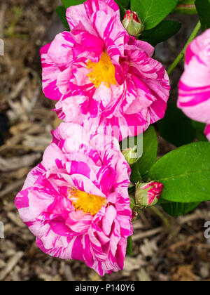 White and pink splashed crimson flowers of the old Gallica rose, Rosa gallica 'Versicolor' (Rosa Mundi) Stock Photo