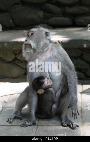 Monkey at the Sacred Monkey Forest Sanctuary in Ubud, Bali, Indonesia Stock Photo