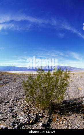 A young tridentata plant, a alone and growing in rocks with mountains in the distance and a big sky, Death Valley, CA, USA Stock Photo