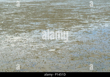 The vast muddy beach in Thailand. Stock Photo