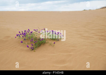 Bush with purple flowers in the desert Stock Photo