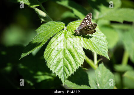 Speckled wood butterfly on bramble leaves Stock Photo