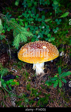 fly agaric (Amanita muscaria var. muscaria), from above, Germany, North ...