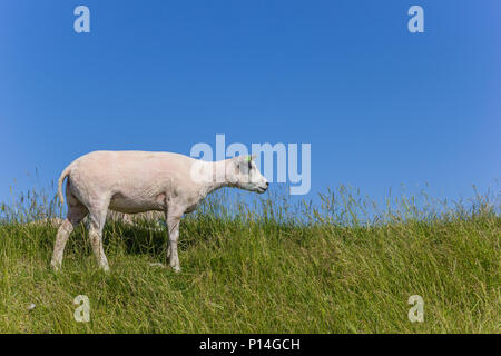Sheep on a dike on Texel island in The Netherlands Stock Photo
