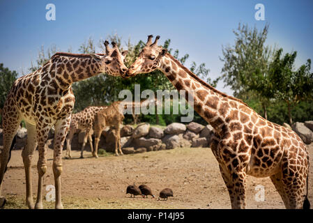Two giraffes kissing each other in the zoo. Stock Photo