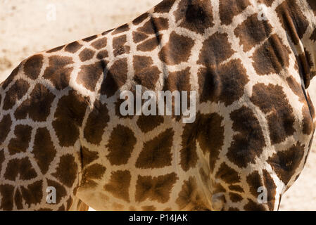 Giraffe skin texture close up shot. Stock Photo