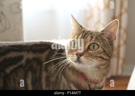 The greatest model of them all. My cat. Stock Photo