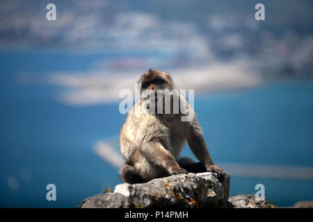 A Gibraltar Monkey or Barbary Macaque sits on a rock in  Gibraltar, Great Britain, May 12, 2012. Gibraltar is a British overseas territory located in  Stock Photo