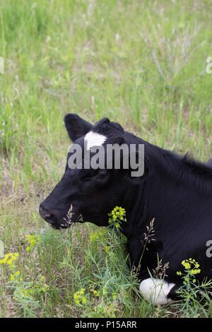 A young Holstein cow lying down in a green pasture. Stock Photo