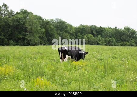 A white and black Holstein cow alone in a green pasture. Stock Photo