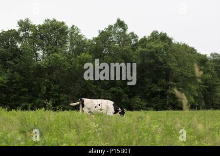 A white and black Holstein cow alone in a green pasture Stock Photo - Alamy