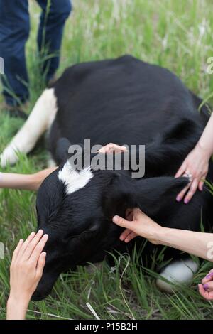 A group of people petting a young Holstein cow lying in a green pasture. Stock Photo