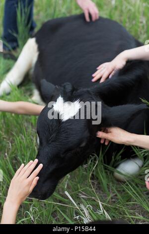 A group of people petting a young Holstein cow lying in a green pasture. Stock Photo