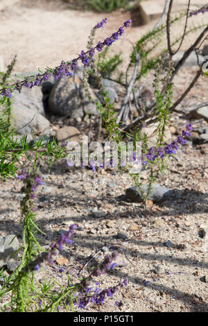 Woolly Blue curls (Trichostema lanatum).highly fragrant, small evergreen  shrub with curly and woolly blue flowers that give the plant its common name  Stock Photo - Alamy