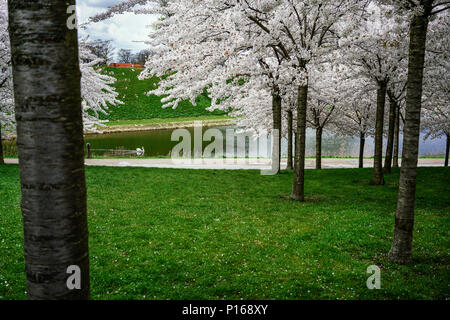 Spring arrives in Copenaghen as cherry trees blossom by the Canal next to the Kastellet fortress. Copenaghen, Denmark. Stock Photo