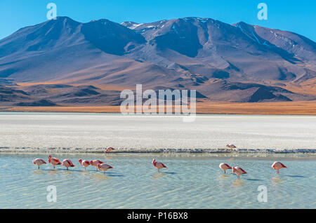 Landscape photograph with a few hundred James and Chilean flamingos in the Canapa Lagoon in the Andes mountain range near the Uyuni salt flat, Bolivia Stock Photo