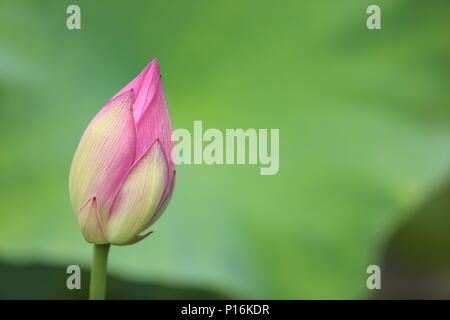 June 10, 2018 - Kunming, Kunming, China - Kunming, CHINA-10th June 2018: Lotus flowers blossom in Kunming, south China's Yunnan Province. (Credit Image: © SIPA Asia via ZUMA Wire) Stock Photo