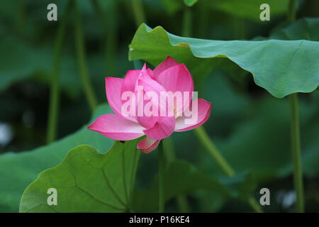 June 10, 2018 - Kunming, Kunming, China - Kunming, CHINA-10th June 2018: Lotus flowers blossom in Kunming, south China's Yunnan Province. (Credit Image: © SIPA Asia via ZUMA Wire) Stock Photo