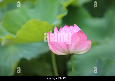 June 10, 2018 - Kunming, Kunming, China - Kunming, CHINA-10th June 2018: Lotus flowers blossom in Kunming, south China's Yunnan Province. (Credit Image: © SIPA Asia via ZUMA Wire) Stock Photo