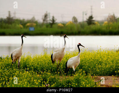 Zhangye, China's Gansu Province. 11th June, 2018. Red-crowned cranes walk at the Zhangye National Wetland Park in Zhangye, northwest China's Gansu Province, June 11, 2018. Credit: Chen Li/Xinhua/Alamy Live News Stock Photo