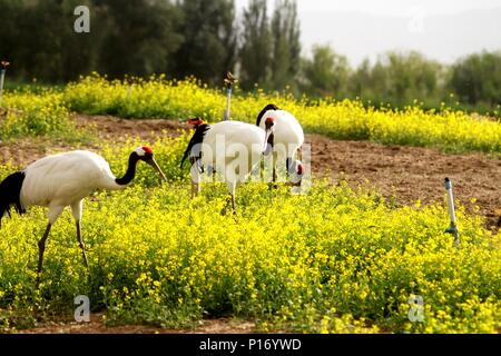 Zhangye, China's Gansu Province. 11th June, 2018. Red-crowned cranes walk at the Zhangye National Wetland Park in Zhangye, northwest China's Gansu Province, June 11, 2018. Credit: Chen Li/Xinhua/Alamy Live News Stock Photo