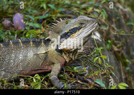 Eastern Water Dragon ( Physignathus lesueurii ), Australia Stock Photo