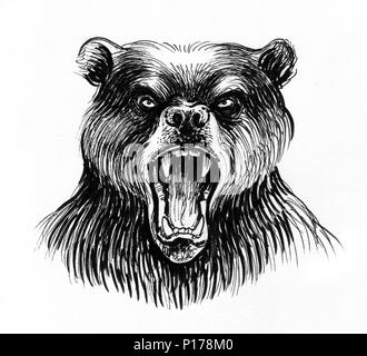 Angry grizzly bear Stock Photo