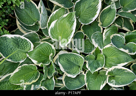 Beautiful green and white hosta plants in the garden.   Hosta sagae, or plantain lilies. Stock Photo