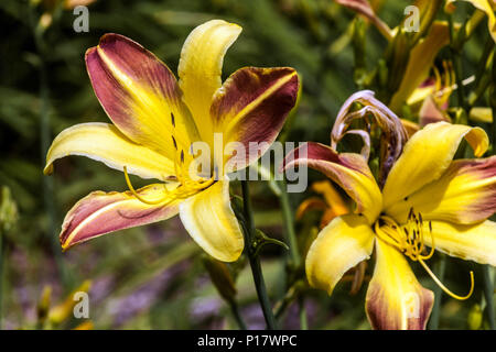 Yellow Daylily Hemerocallis ' Spring Fantasy ',daylilies Stock Photo