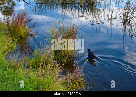 Pukeko the wildlife bird on lake, New Zealand Stock Photo