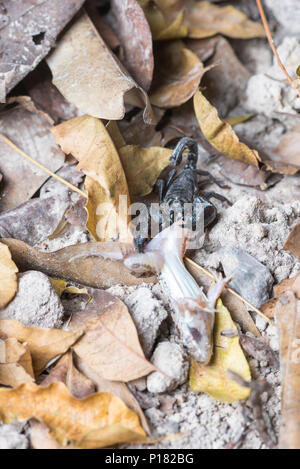 Scorpion eating frog Stock Photo