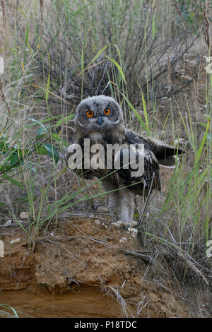 Eurasian Eagle Owl / Europaeischer Uhu ( Bubo bubo ), young, moulting plumage, fledged, perched on the scarp of a sand pit, looks funny, wildlife, Eur Stock Photo