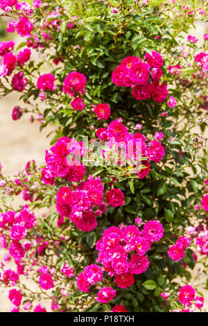 Purple climbing rose garden, Rosa ' Excelsa ' Stock Photo