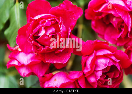 Pink climbing rose garden, Rosa " Blaze ", close up flowers Stock Photo