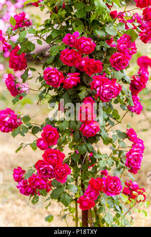 Pink climbing rose garden, Rosa " Blaze " Stock Photo
