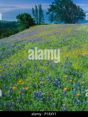 Lupin, Poppies, Bolinas Ridge, Mount Tamalpais State Park, Golden Gate National Recreation Area, Marin County, California Stock Photo