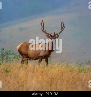 Roosevelt Elk, Cervus canadensis roosevelti, Sinkyone Wilderness State Park, Lost Coast, Mendocino County, California Stock Photo