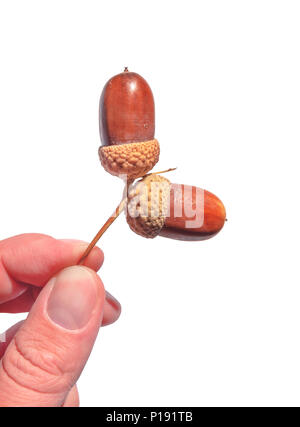 Autumn acorn in male hand isolated on white background Stock Photo