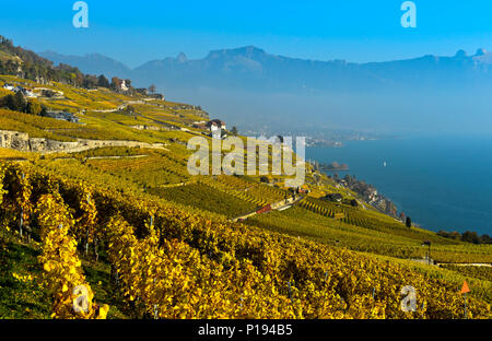 Switzerland: village of Rivaz and vines of Lavaux in the Canton of Vaud. The Rivaz vineyard terraces are registered as Unesco World Heritage Sites Stock Photo