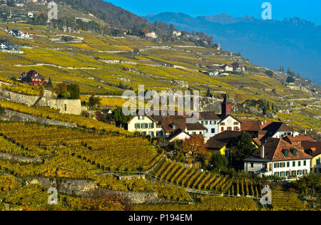 Switzerland: village of Rivaz and vines of Lavaux in the Canton of Vaud. The Rivaz vineyard terraces are registered as Unesco World Heritage Sites Stock Photo