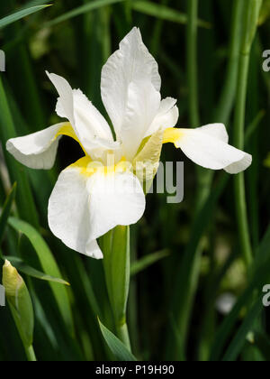 Yellow throated white flower of the hardy perennial Siberian iris, Iris sibirica 'White Swirl', flowering in early summer Stock Photo
