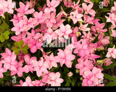 Pink flowers of the early summer blooming rock garden bulb, Rhodohypoxis baurii Stock Photo