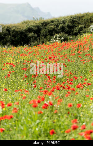 Poppies Papaver Rhoeas growing in a field at the Arable fields Project on West pentire in Newquay in Cornwall.