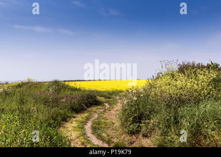 A footpath leading into a field of Wild Mustard Sinapis arvensis at the Arable Fields Project on West Pentire in Newquay in Cornwall. Stock Photo