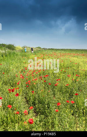 Wildflowers growing in a field at the Arable Fields Project on West Pentire in Newquay in Cornwall.